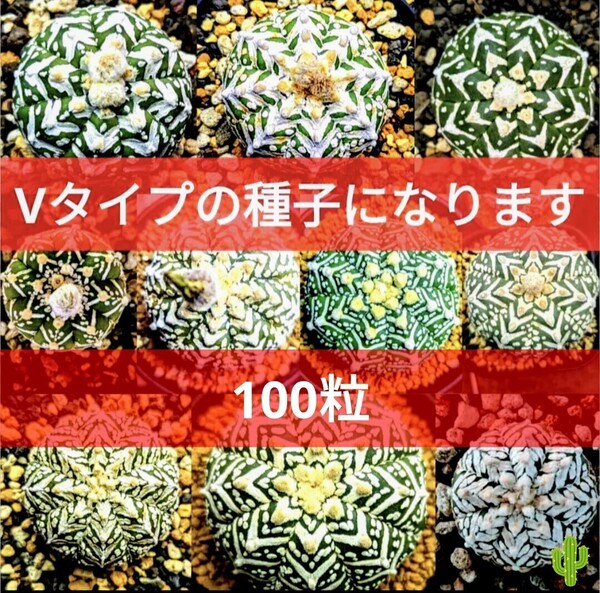 Ω100 スーパー兜 アストロフィツム Vタイプ アロータイプ 種子 100粒 サボテン 多肉植物 種 実生 週末クーポン対応