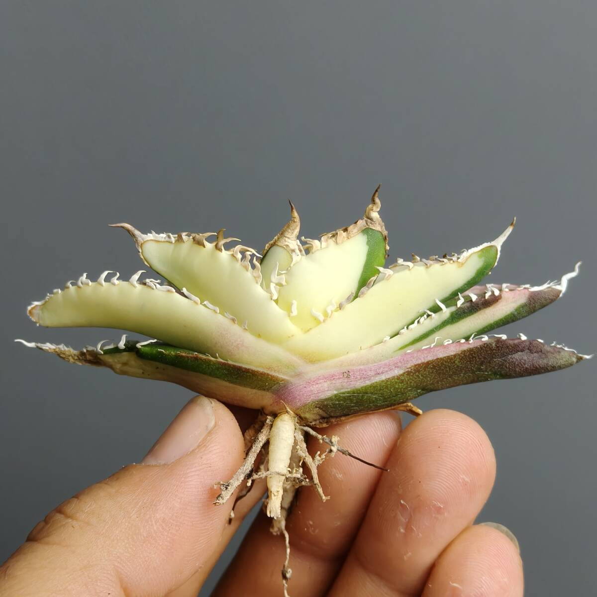 Yahoo!オークション -「アガベ チタノタ南アフリカダイヤモンド