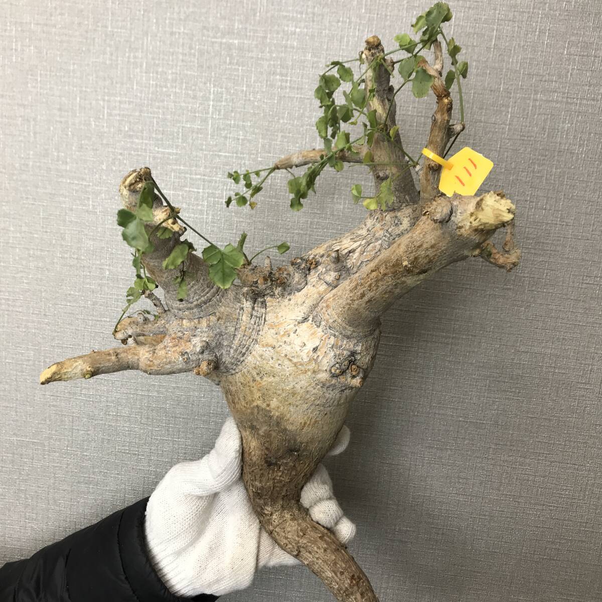 Yahoo!オークション -「コミフォラ エイル」(その他) (観葉植物 Yahoo!オークション -「コミフォラ エイル」(その他) (観葉植物