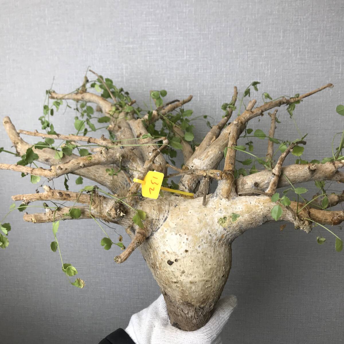 Yahoo!オークション -「コミフォラ エイル」(その他) (観葉植物 Yahoo!オークション -「コミフォラ エイル」(その他) (観葉植物