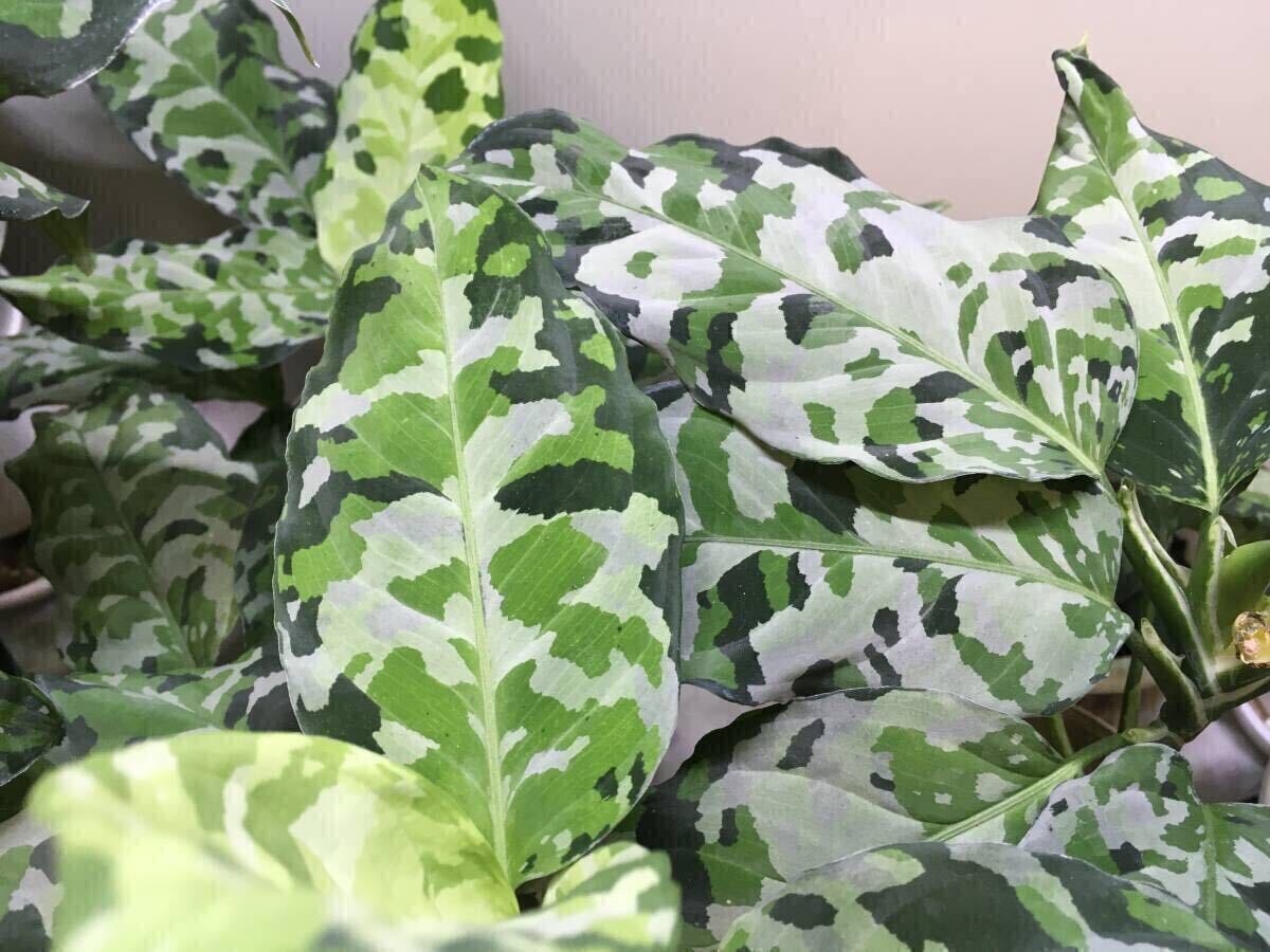 アグラオネマピクタム　ディープフォレスト 　Aglaonema pictum アグラオネマ・ピクタム・トリカラー・ディープフォレスト 成長