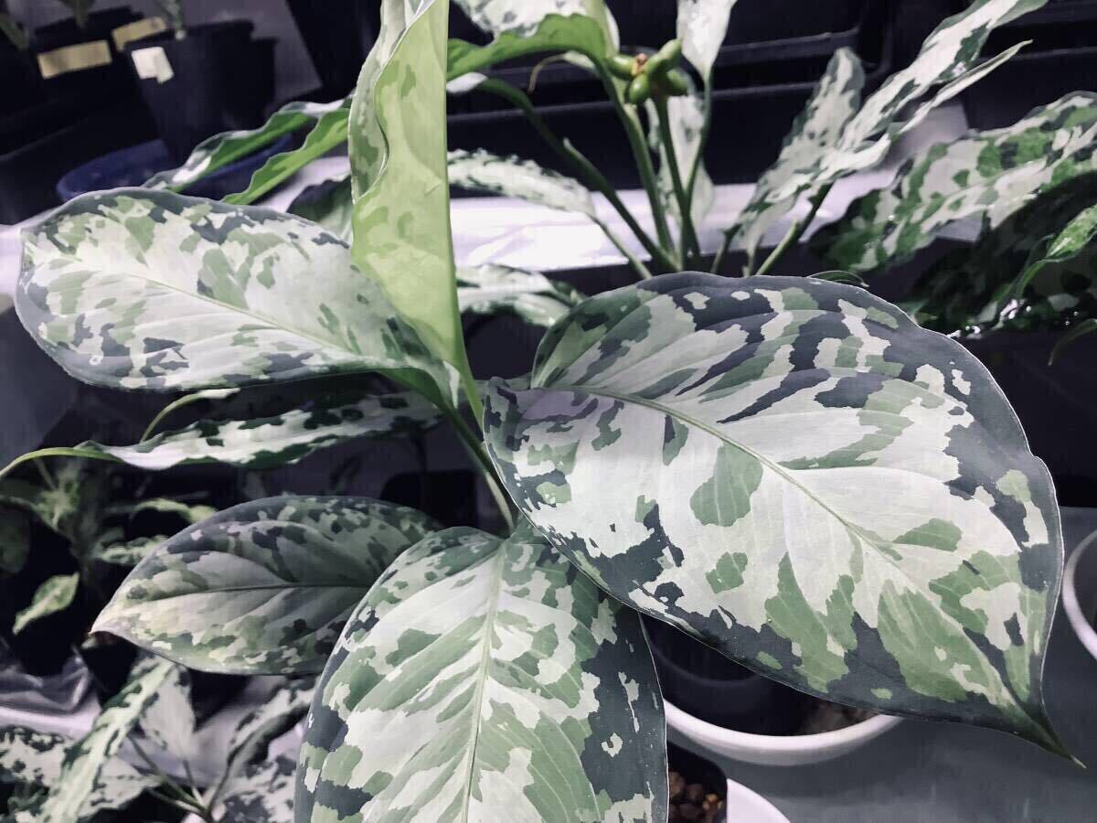 Yahoo!オークション -「ディープフォレスト」(観葉植物) の落札 Yahoo!オークション -「ディープフォレスト」(観葉植物) の落札