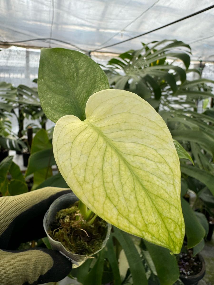 Yahoo!オークション -「天津蘭」(観葉植物) の落札相場・落札価格 Yahoo!オークション -「天津蘭」(観葉植物) の落札相場・落札価格