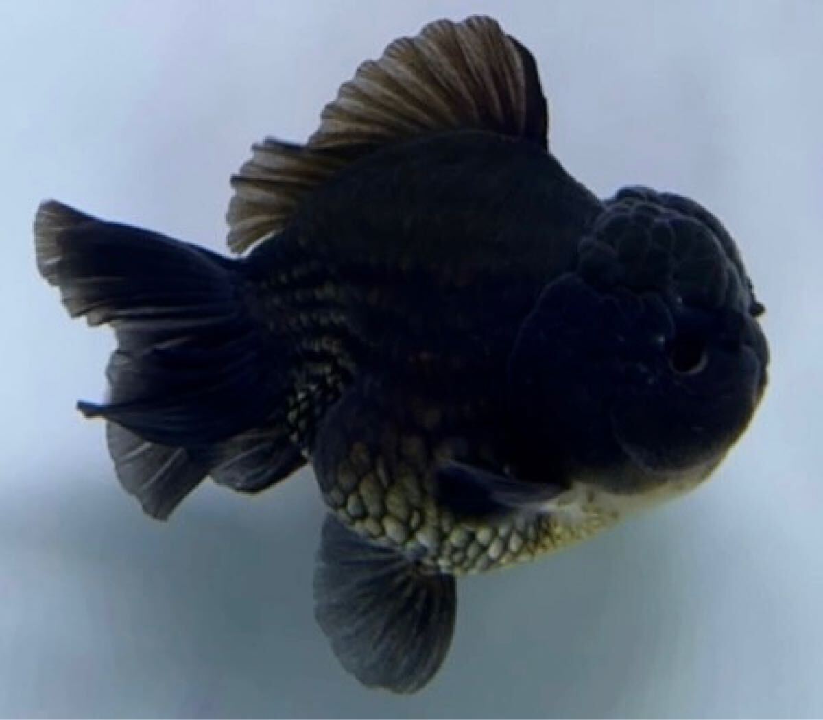 Yahoo!オークション -「オランダ獅子頭ローズテール」(魚類、水生生物) の落札相場・落札価格 Yahoo!オークション -「オランダ獅子頭ローズテール」(魚類、水生生物) の落札相場・落札価格