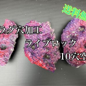 フラグ穴加工ライブロック 10穴空き-No.28(海水魚、サンゴ、バクテリア、背景、レイアウト、水槽)