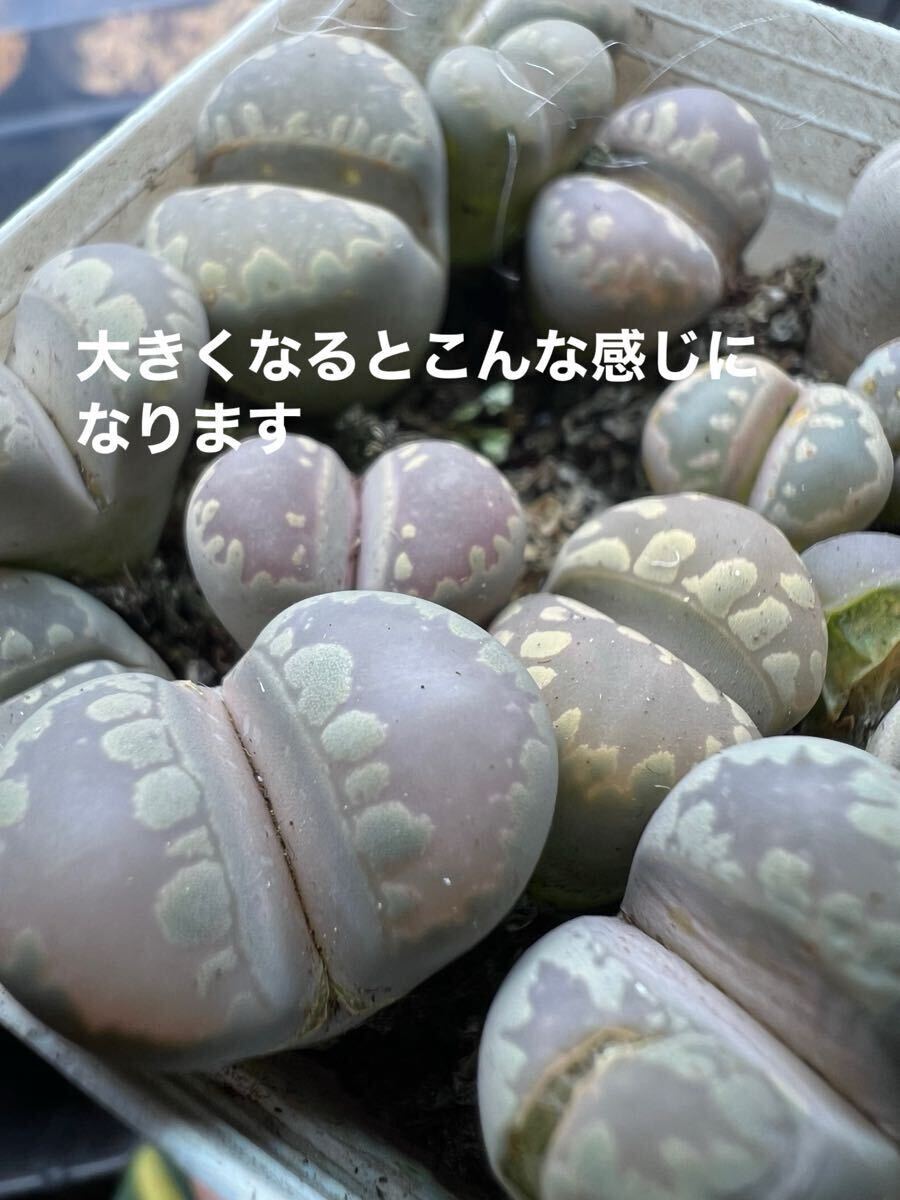 Yahoo!オークション -「リトープス」(花、園芸) の落札相場 Yahoo!オークション -「リトープス」(花、園芸) の落札相場