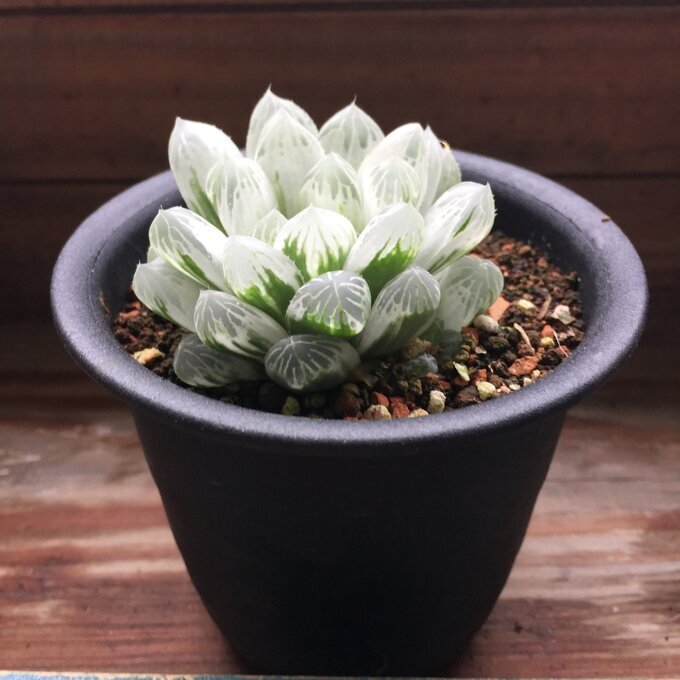 Yahoo!オークション -「多肉植物ハオルチア」(その他) (観葉植物 Yahoo!オークション -「多肉植物ハオルチア」(その他) (観葉植物