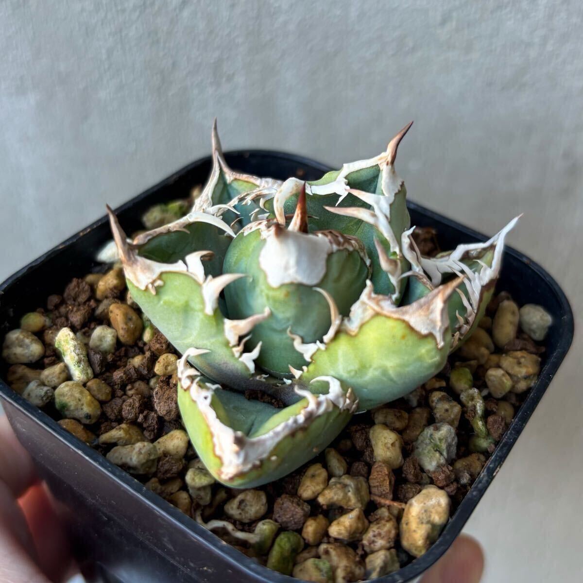 Yahoo!オークション -「thorn」(アガベ) (観葉植物)の落札相場 Yahoo!オークション -「thorn」(アガベ) (観葉植物)の落札相場