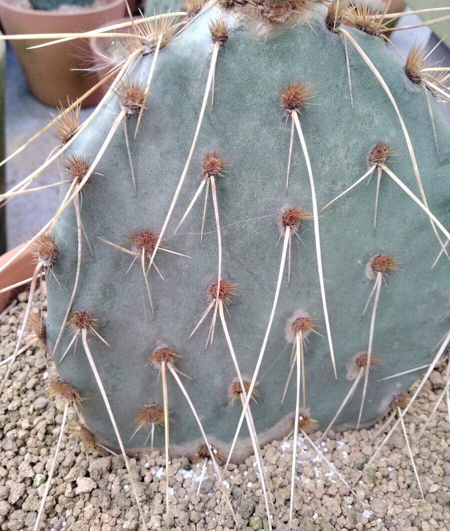 Yahoo!オークション - opuntia cv. curivispinus サボテン Yahoo!オークション - opuntia cv. curivispinus サボテン