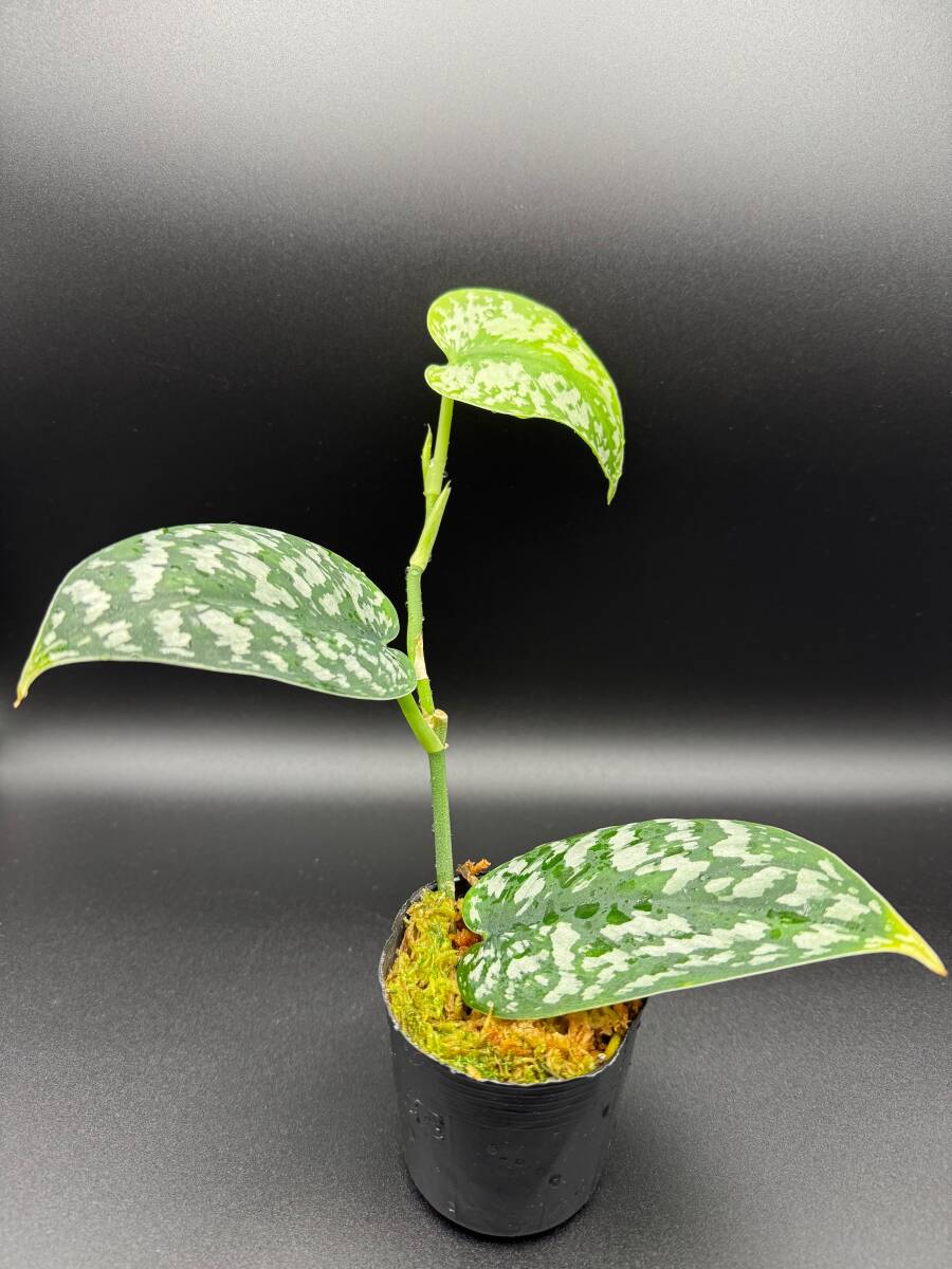 Yahoo!オークション -「エキゾチカ」(その他) (観葉植物)の落札 Yahoo!オークション -「エキゾチカ」(その他) (観葉植物)の落札