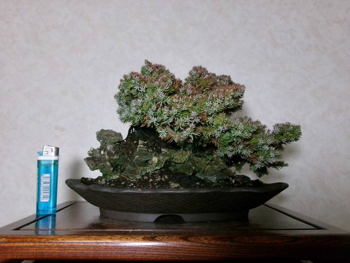 磯馴 ソナレ そなれ 中品 盆栽 素材