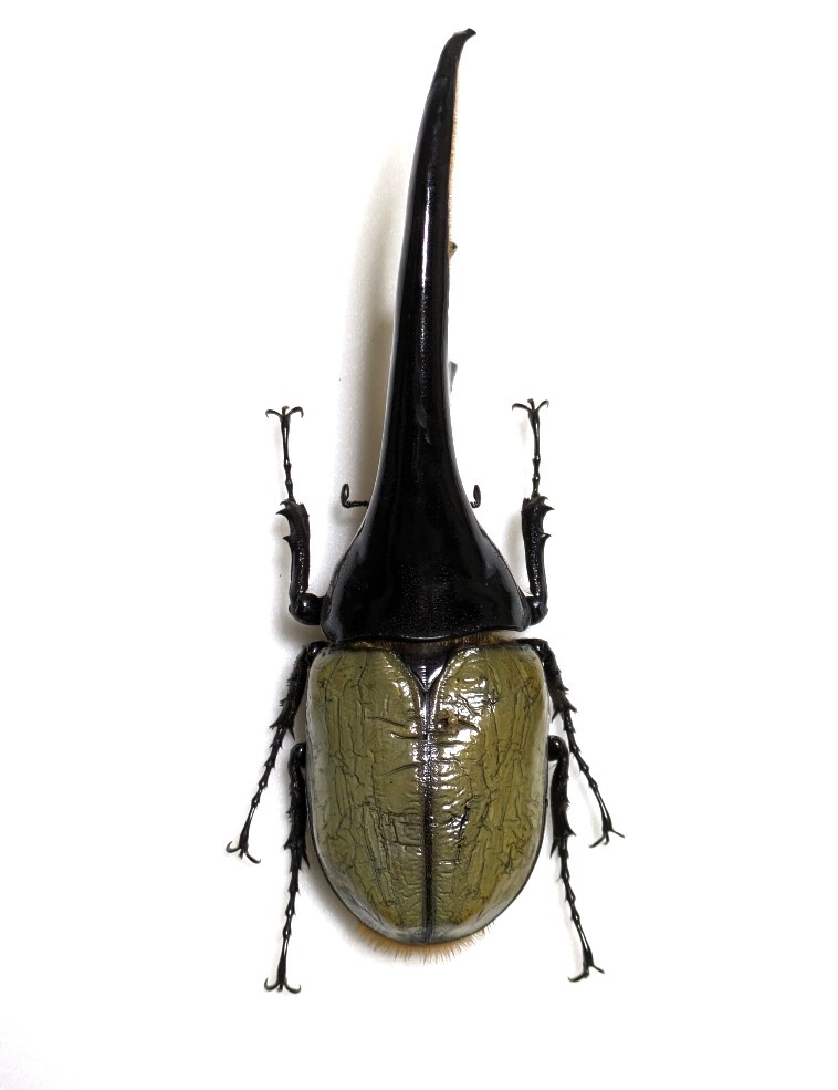 ヘラクレス　トリニダーデンシス♂野外標本 ☆天然からのF1☆ヘラクレストリニダーデンシス♂121mm♀67mm