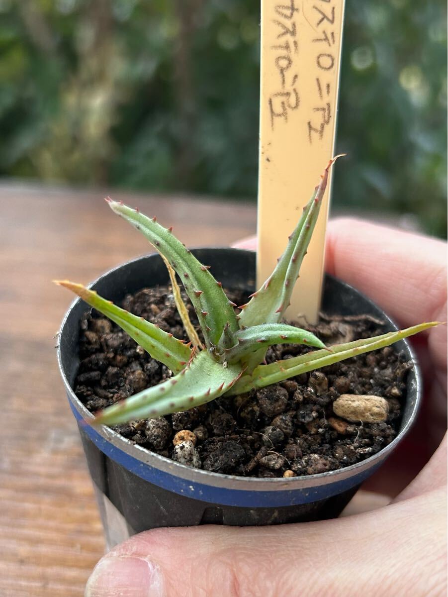 Yahoo!オークション -「aloe castilloniae」の落札相場・落札価格 Yahoo!オークション -「aloe castilloniae」の落札相場・落札価格