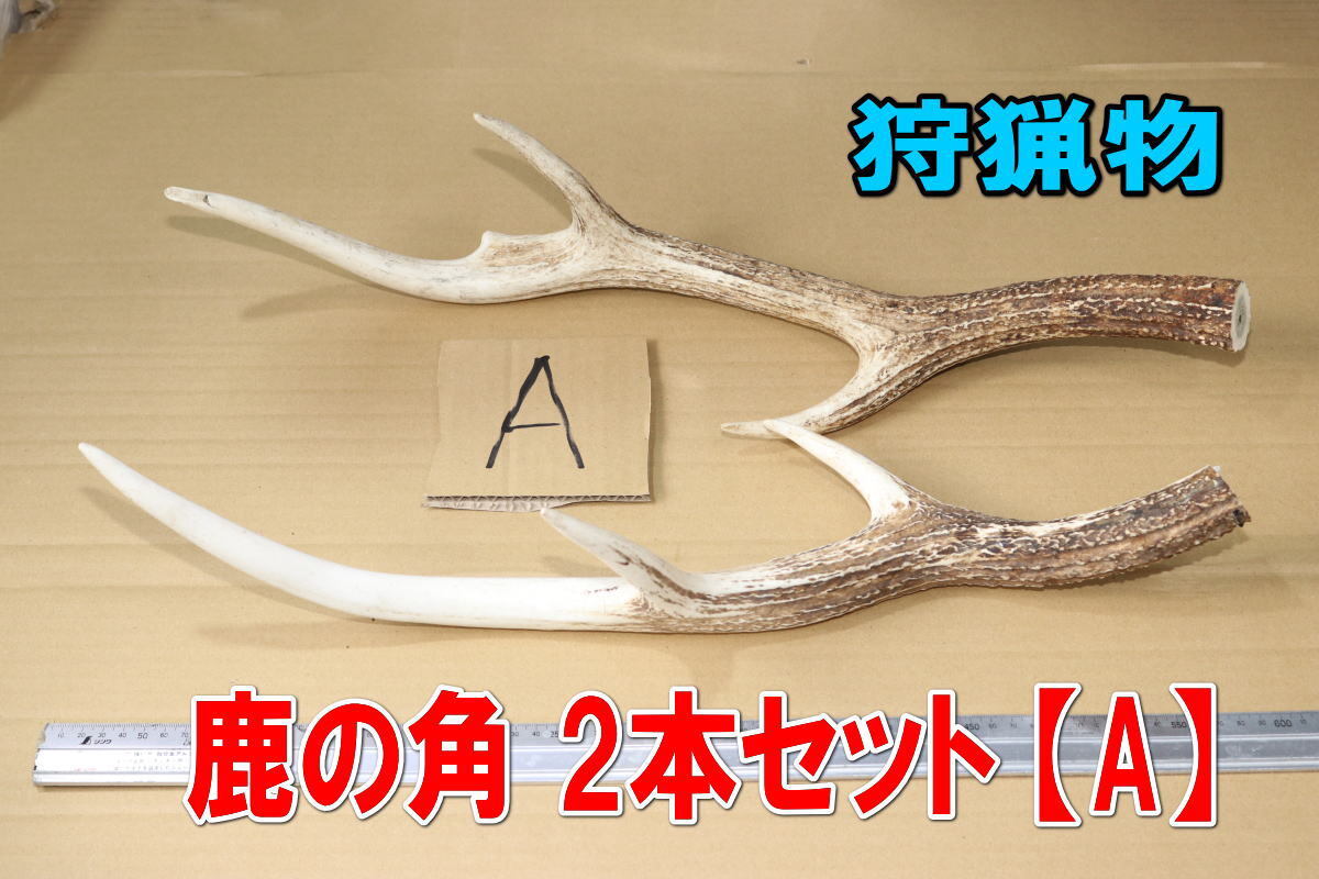 2025年最新】Yahoo!オークション -シカ 角の中古品・新品・未