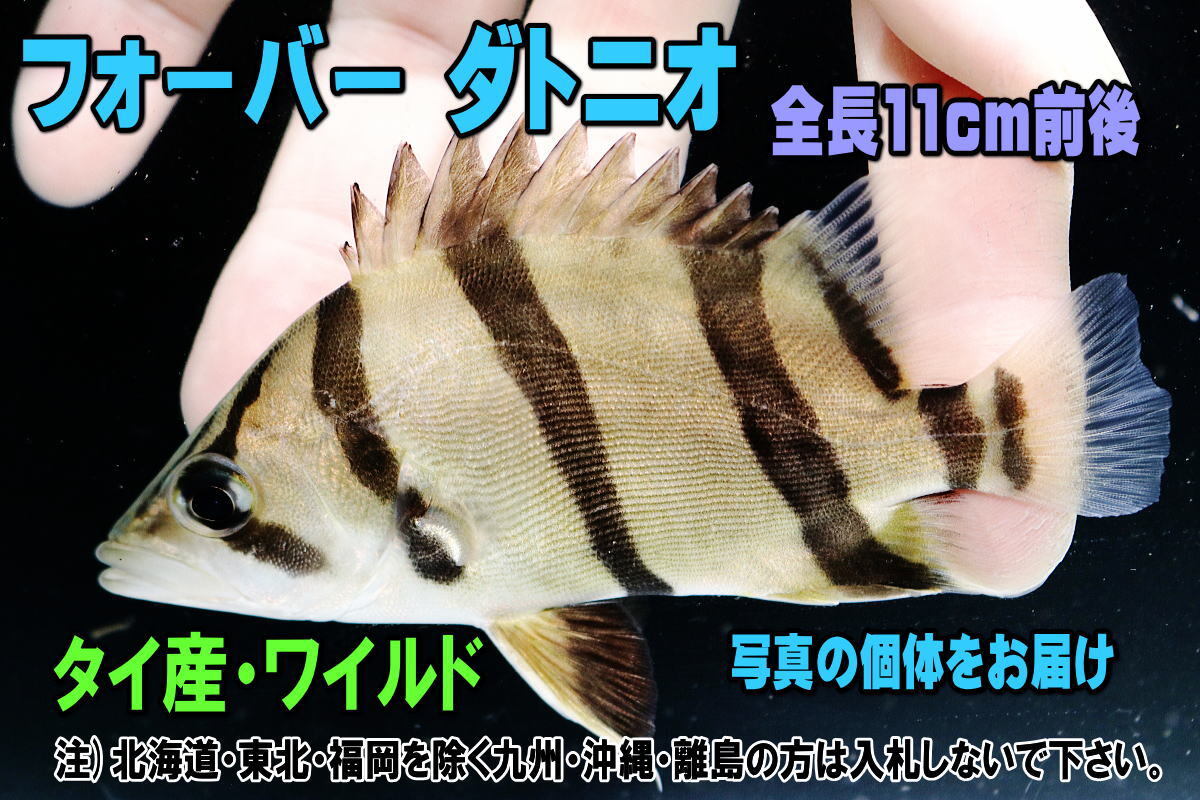 Yahoo!オークション -「フォーバーダトニオ」(熱帯魚) (魚類