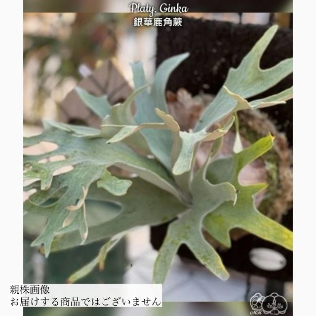 (現品) ビカクシダ \'ギンカ\' (spore) (No.41056) (コウモリラン Platycerium Foongsiqi フーンシキ fsq Ginka)