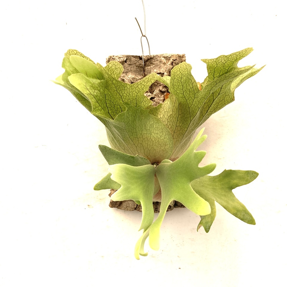 (現品) ビカクシダ (ワリチー × ウィリンキー) (spore) (No.41112) (コウモリラン Platycerium hybrid wallichii × willinckii)