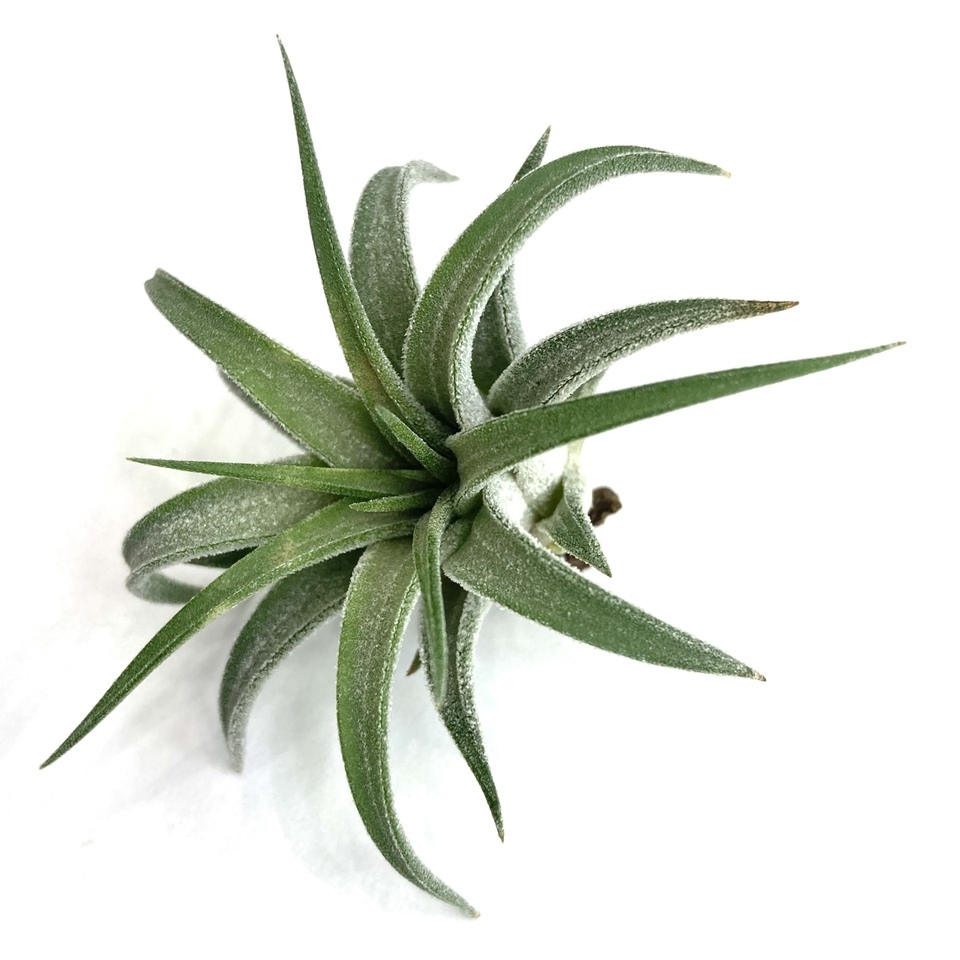 (現品) チランジア イオナンタ \'マッドマックス\' (No.22168) (エアープランツ ティランジア ionantha \'Mad Max\')