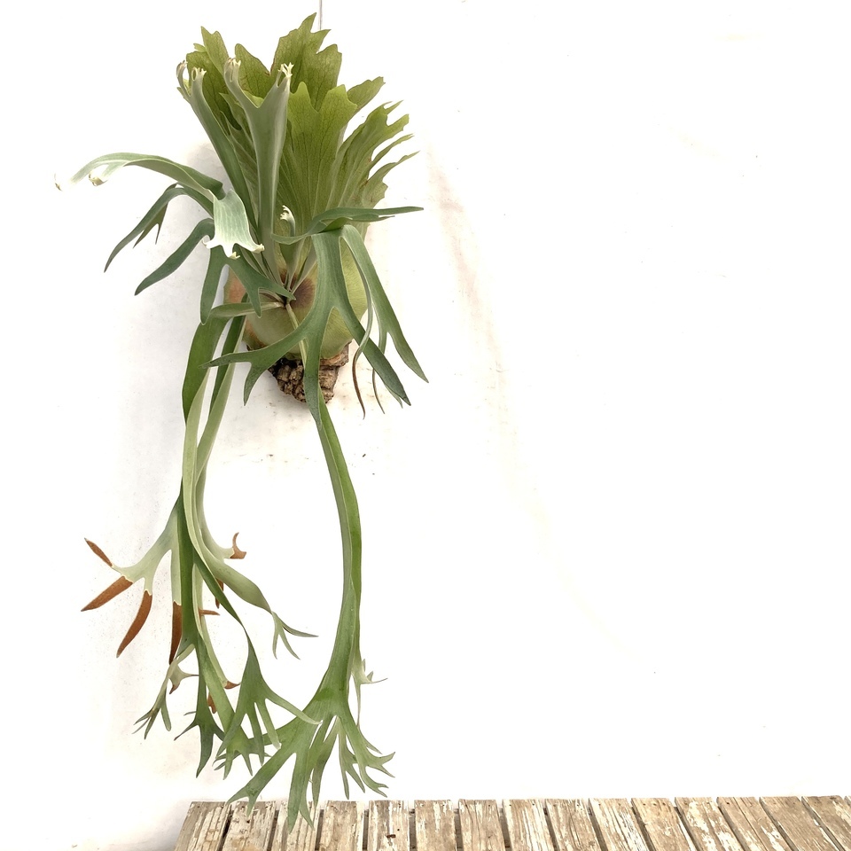 (現品) ビカクシダ ヒリー cv.オーチャオ スポア (pup) (No.40721) (コウモリラン Platycerium hillii cv.Aor Chao spore)