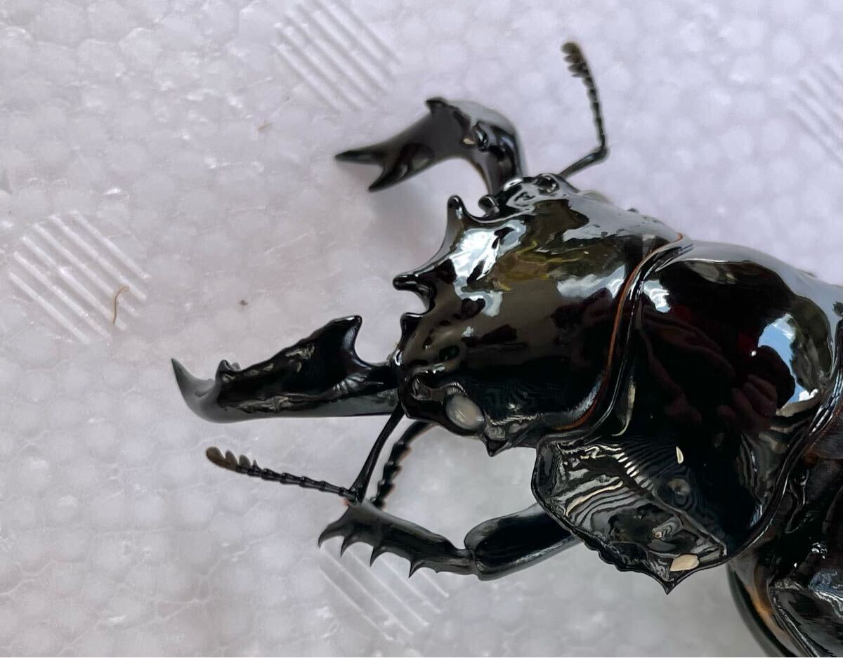 タランドゥスオオツヤクワガタ ホワイトアイ ペア ♂58㎜ ♀46