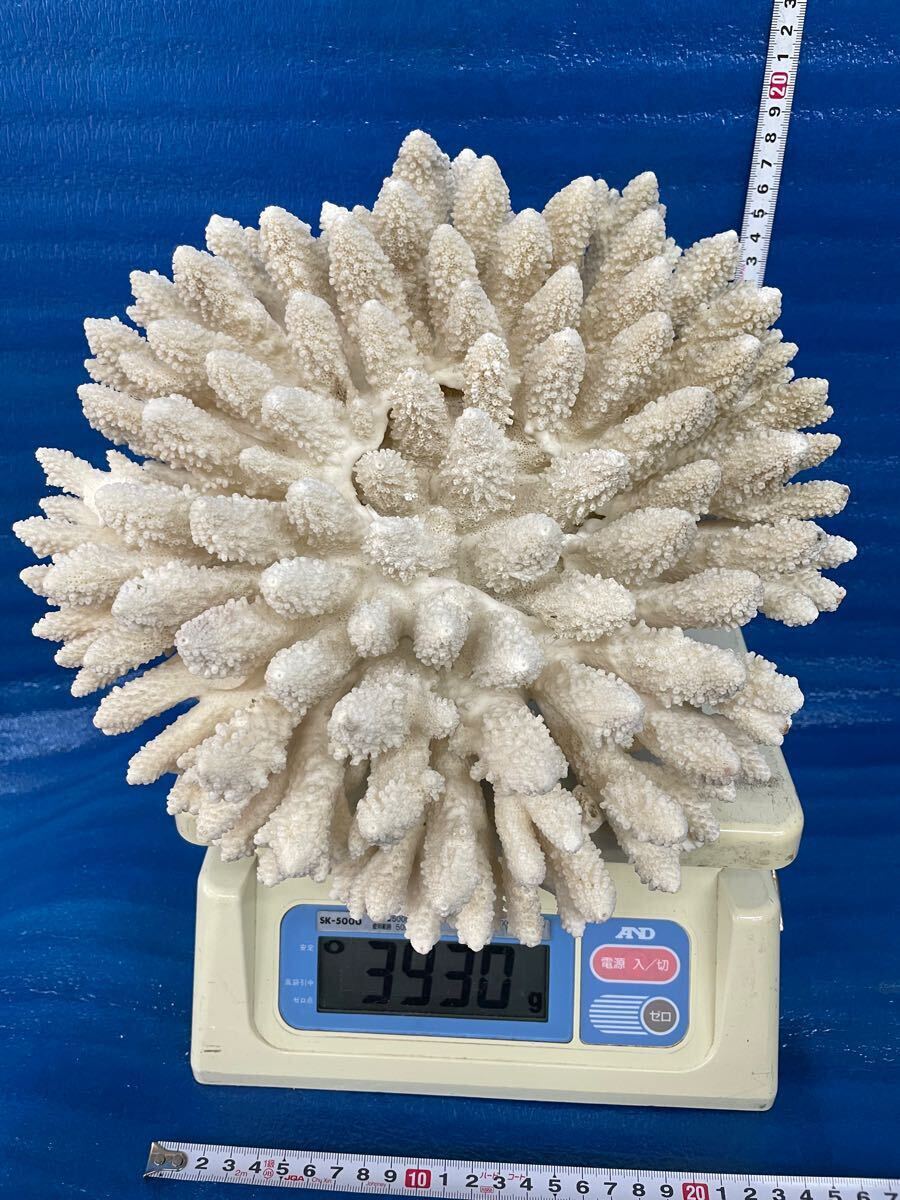 Yahoo!オークション -「珊瑚 置物 白」(魚、水草) (ペット用品 Yahoo!オークション -「珊瑚 置物 白」(魚、水草) (ペット用品