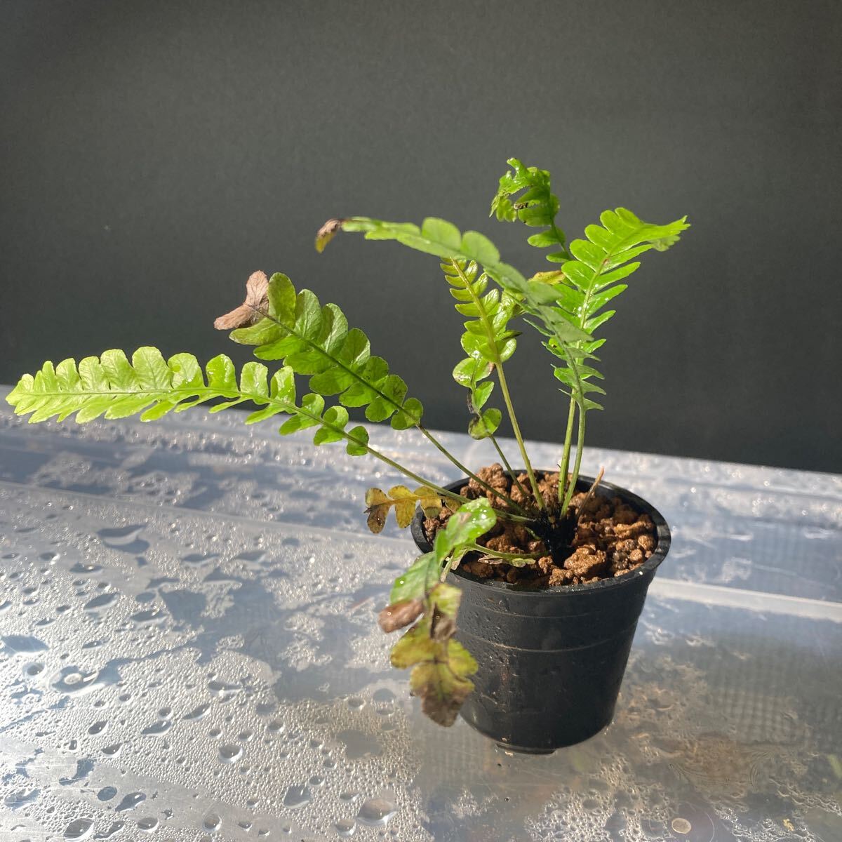 Yahoo!オークション -「オブツサ」(観葉植物) の落札相場・落札価格 Yahoo!オークション -「オブツサ」(観葉植物) の落札相場・落札価格