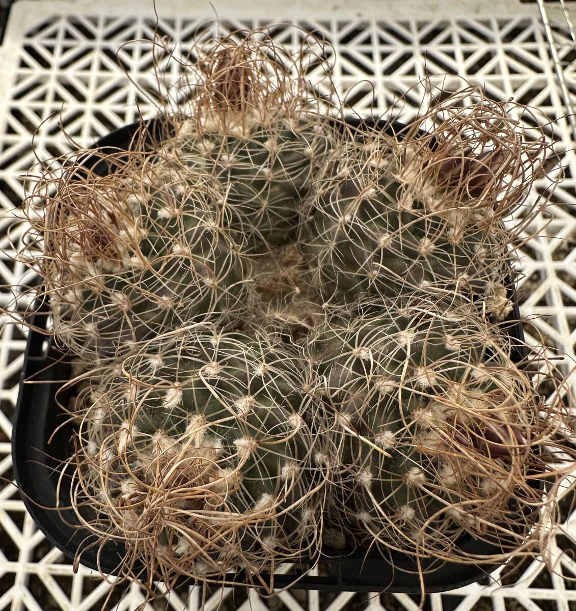 サボテン 多肉植物 ツルビニカルプス ★★群生カキコ自根★★ ★,★グラミニスピナス★,★