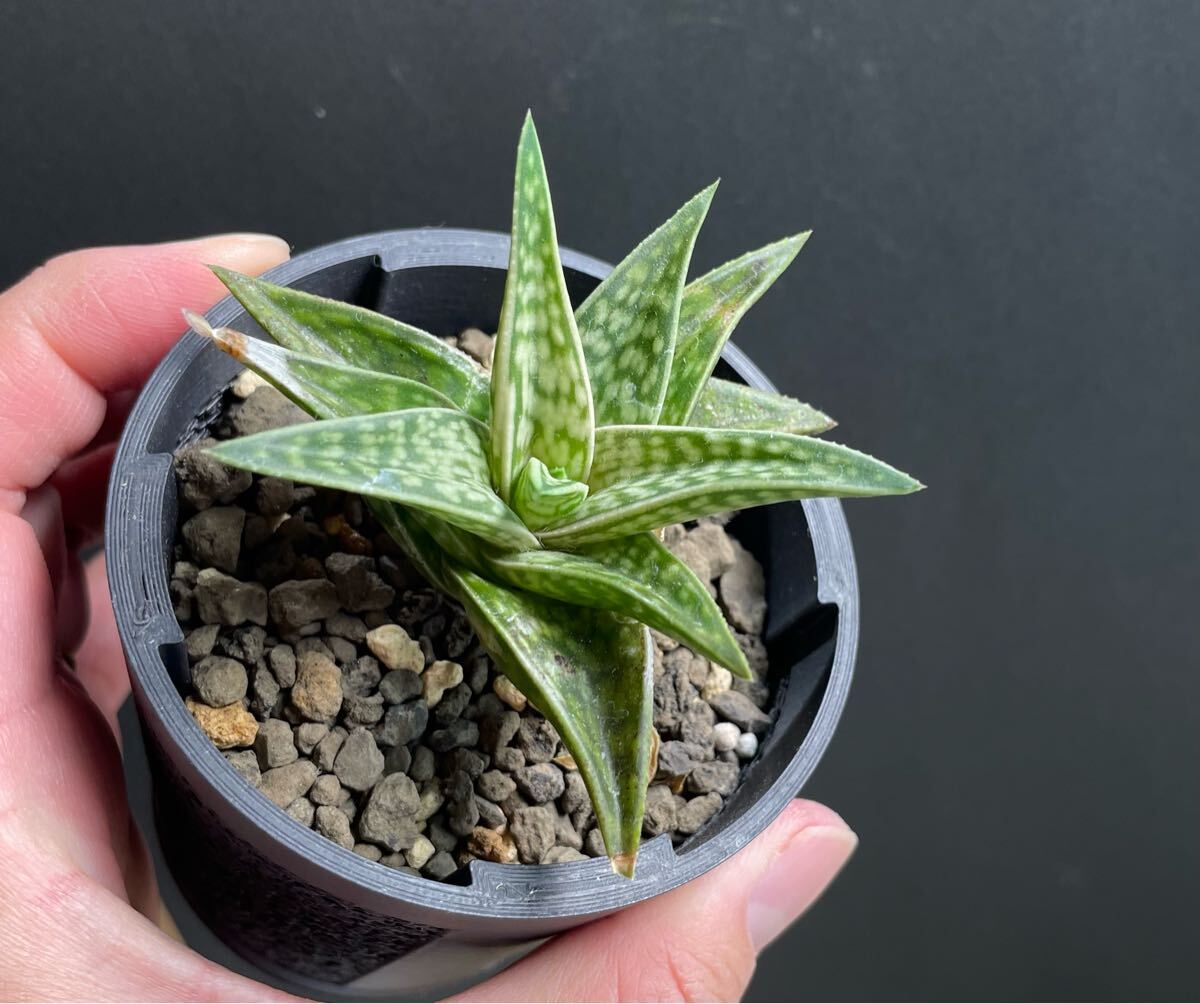 Yahoo!オークション -「ハオルチア」(アロエ) (観葉植物)の落札 Yahoo!オークション -「ハオルチア」(アロエ) (観葉植物)の落札