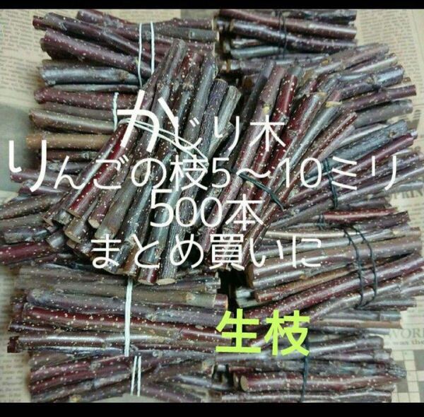かじり木 りんごの小枝500本 まとめ買い 生枝