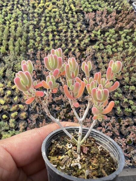 ドロサンテマム 紅葉 発根済み 多肉植物