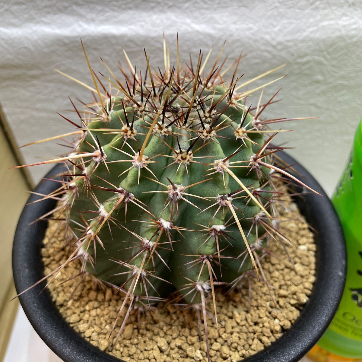 Yahoo!オークション -「:kp」(サボテン) (観葉植物)の落札相場 Yahoo!オークション -「:kp」(サボテン) (観葉植物)の落札相場