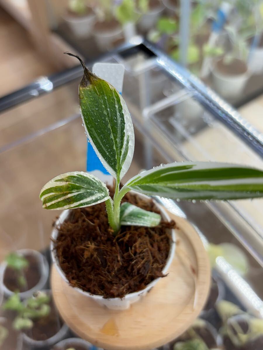 Yahoo!オークション -「斑入りバナナ」(その他) (観葉植物)の Yahoo!オークション -「斑入りバナナ」(その他) (観葉植物)の