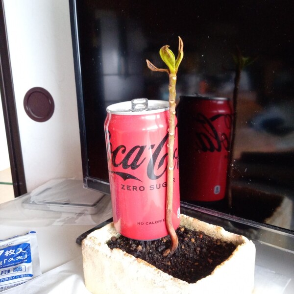 モモタマナ苗3oo日育成 新芽が出てきました種5個付き、屋内様に改良