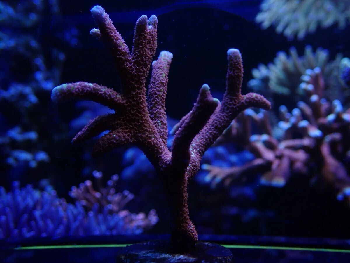Yahoo!オークション -「モンティー」(魚類、水生生物) の落札