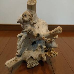 ☆天然流木 水槽 1点物 アクアリウム オブジェ アート 23×7×14.5cm 大和川 河口 爬虫類 めだか 魚