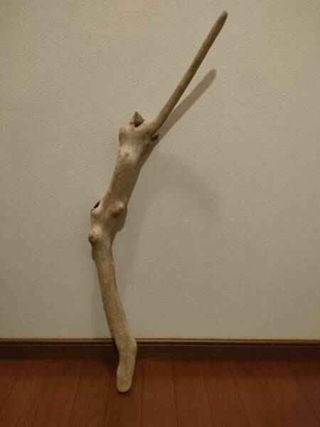 ☆天然流木 水槽 1点物 アクアリウム オブジェ アート 80×19×7.5cm 大和川 河口 爬虫類 めだか 魚 トカゲ ヘビ 老木