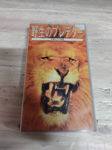DVD 野生のプレデター 日本語吹き替え版 脚本&製作:コリン・ウィロック 約52分 東京都恩贈上野動物園監修