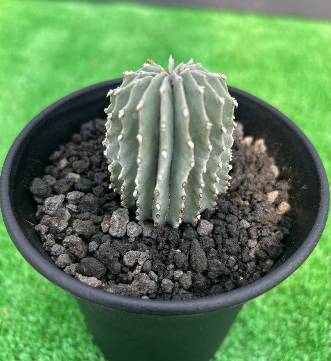 Yahoo!オークション -「メキシカーナ」(サボテン) (観葉植物)の Yahoo!オークション -「メキシカーナ」(サボテン) (観葉植物)の