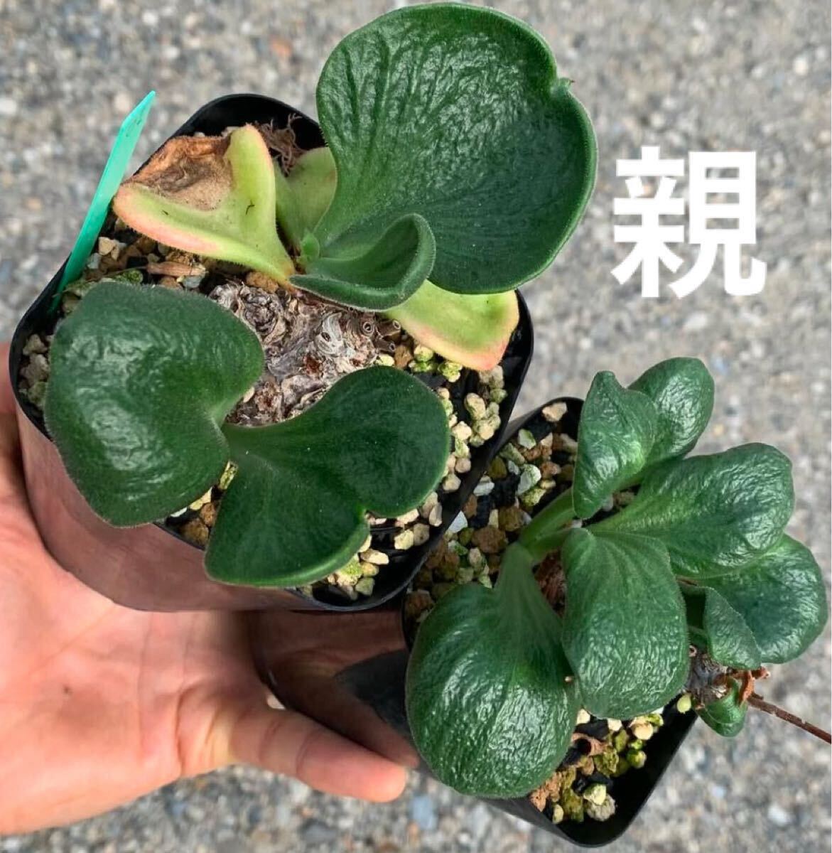 01 Tylecodon atropurpureus チレコドン アトロプルプレウス 実生(多肉植物 観葉植物 塊根植物 コーデックス )
