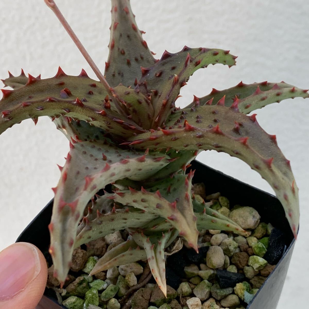 Yahoo!オークション -「aloe castilloniae」の落札相場・落札価格 Yahoo!オークション -「aloe castilloniae」の落札相場・落札価格