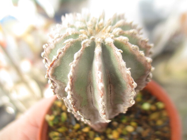 Yahoo!オークション -「メキシカーナ」(サボテン) (観葉植物)の Yahoo!オークション -「メキシカーナ」(サボテン) (観葉植物)の