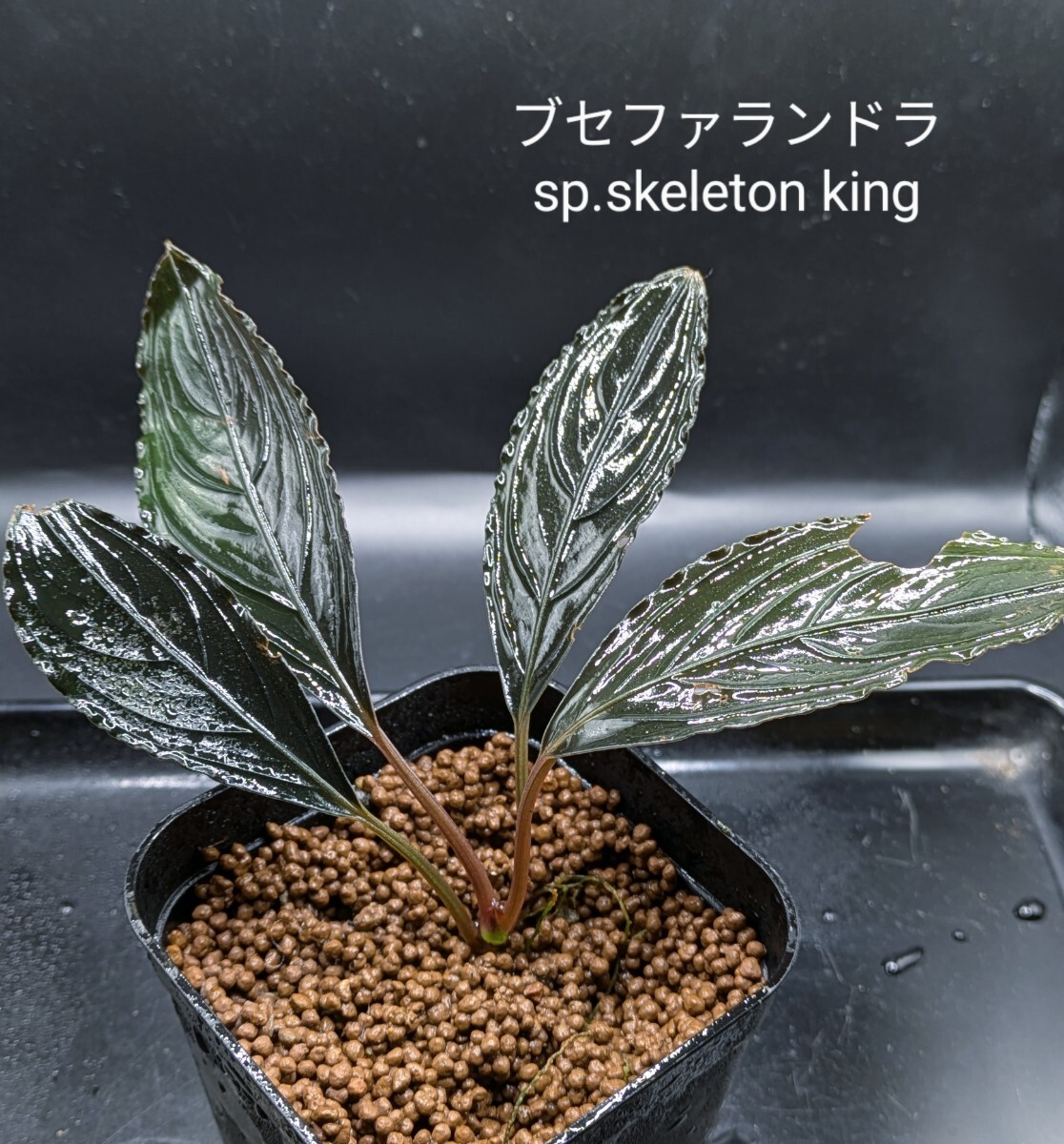 Yahoo!オークション -「king」(水草) (魚、水草)の落札相場
