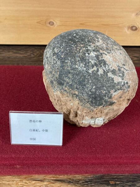 恐竜の卵の化石