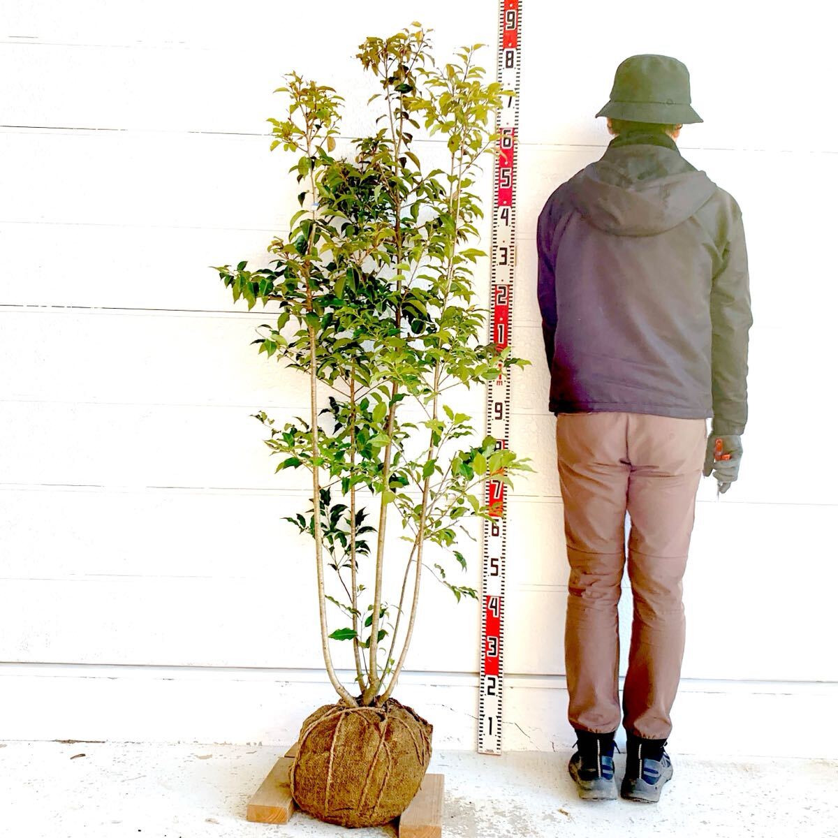 Yahoo!オークション -「アオダモ 株立ち」(植木、庭木) の落札 Yahoo!オークション -「アオダモ 株立ち」(植木、庭木) の落札