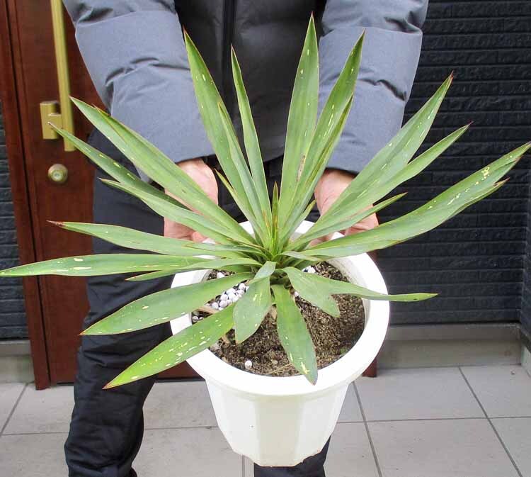 Yahoo!オークション -「キミガヨラン」(ユッカ) (観葉植物)の Yahoo!オークション -「キミガヨラン」(ユッカ) (観葉植物)の