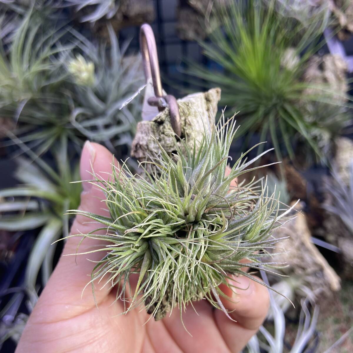 Yahoo!オークション -「tillandsia kautskyi」の落札相場・落札価格 Yahoo!オークション -「tillandsia kautskyi」の落札相場・落札価格