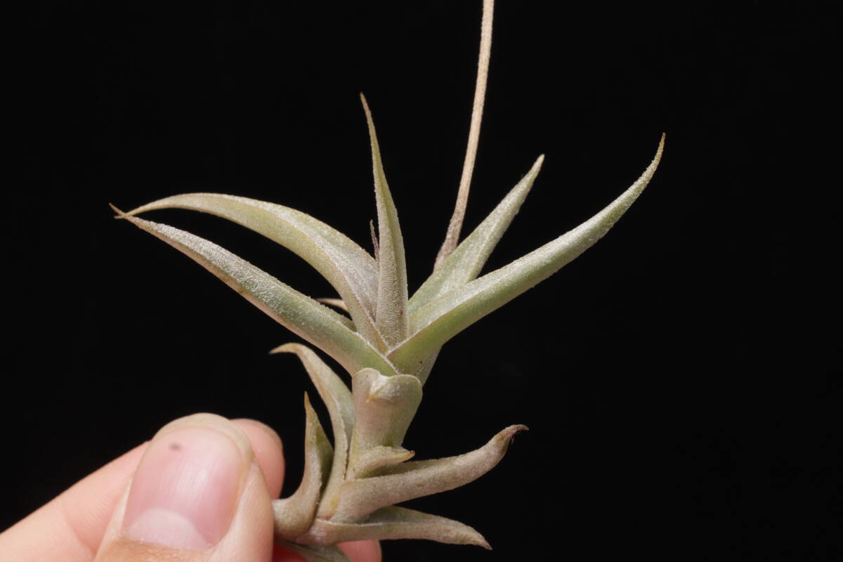 Tillandsia gilliesii subsp. polysticha ティランジア ブロメリア