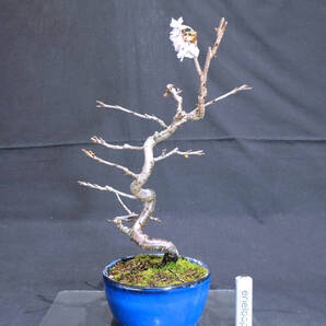 桜 十月桜 ( ジュウガツザクラ / サクラ ) 盆栽 奥行18cm 横幅16cm 高さ26cm