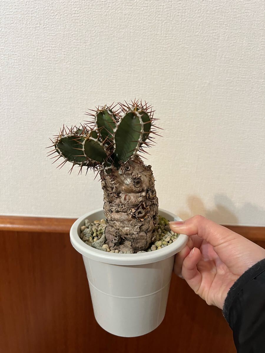 Yahoo!オークション -「ユーフォルビア・ムランジーナ」(観葉 Yahoo!オークション -「ユーフォルビア・ムランジーナ」(観葉