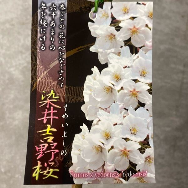 落葉樹 花木 染井吉野桜